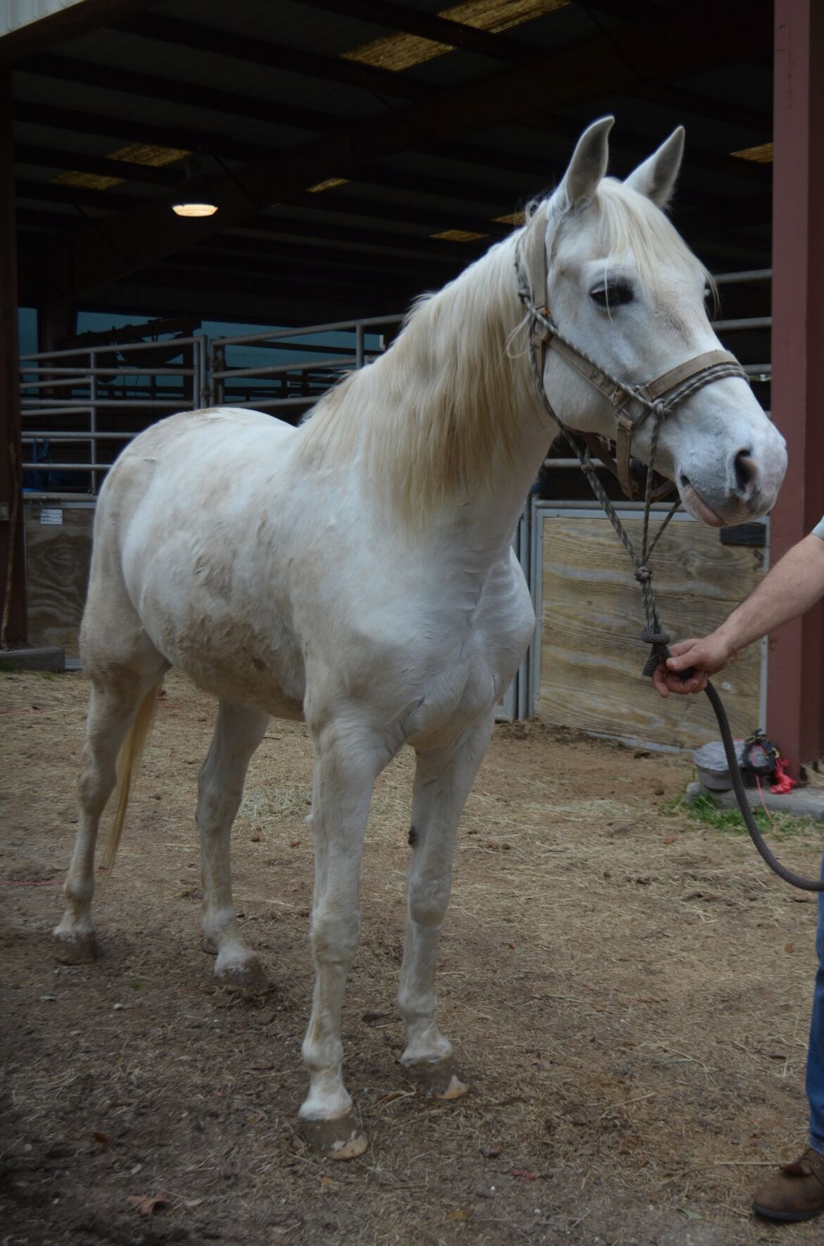 mardi horse 3.jpg